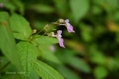 Impatiens laxiflora